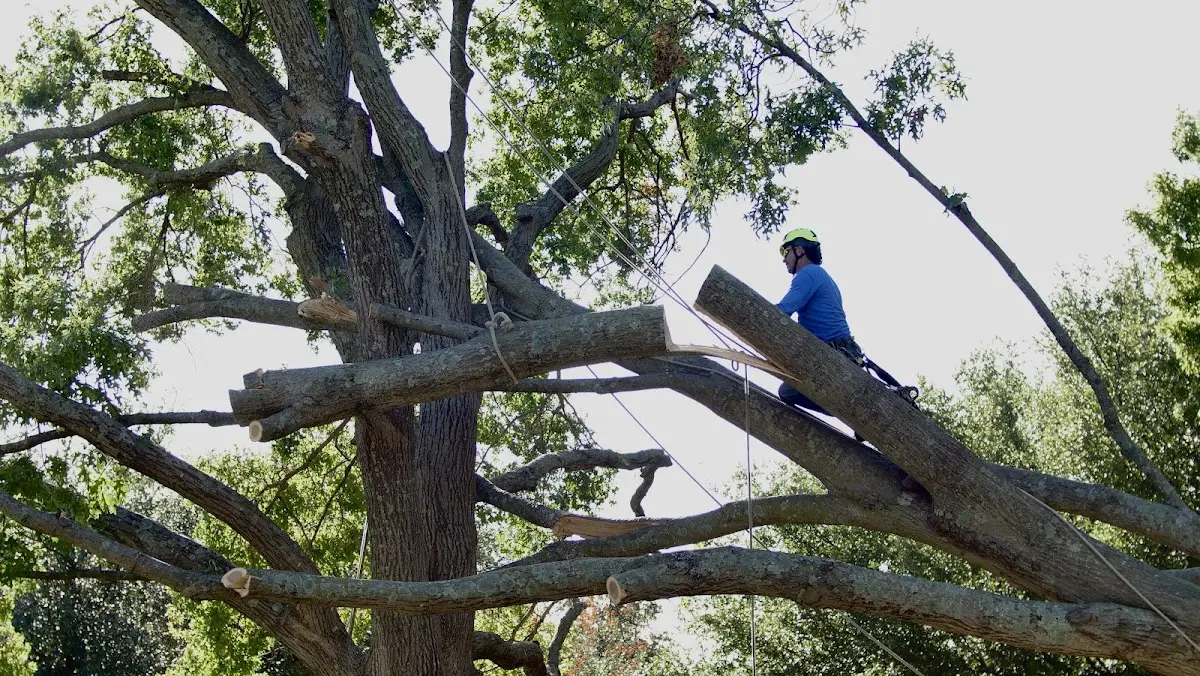 Professional Crown Thinning performed by certified arborists in Cowgill